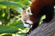 Red panda climbing in Steve Irwin wildlife zoo in Brisbane in Australia