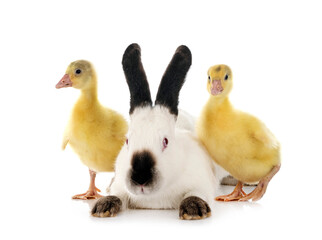 Poster - Californian rabbit and gosling