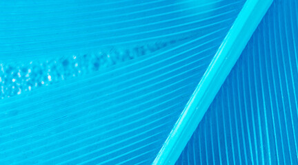 Wall Mural - Blue feather as a background.