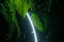 Neon Lamp Among Green Foliage. Stylish Decor.