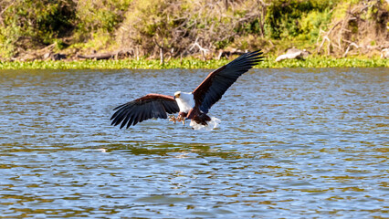 fish eagle, haliaeetus vocifer, about to catch a fish from the surface of lake naivasha, kenya