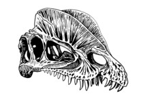 Graphical Skull Of Dilophosaurus Isolated On White Background,vector Fossil Element Of Museum