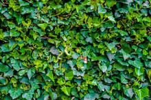 Background Of Green Ivy Leaves In Muted Tones For Natural Design Use.