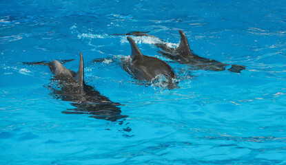 Wall Mural - Dolphins swimming in pool at marine mammal park