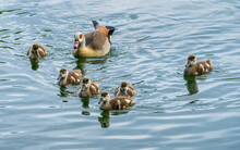 Egyptian Goose With Goslings Swimming On Lake