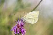 Motyl bielinek rzepnik na łące