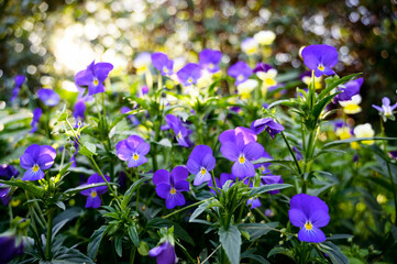 Wall Mural - Flowers of violets in the garden. Selective focus.