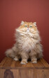 fluffy british longhair cat looking at camera surprised or irritated