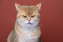 Angry British Shorthair Cat Looking Displeased Folding Back Ears
