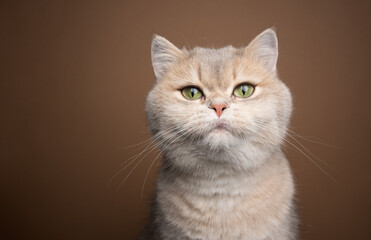 Wall Mural - honey blue golden shaded british shorthair cat with green eyes portrait