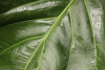 close up of leaf