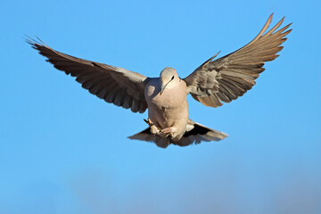 Wall Mural - A Cape turtle dove (Streptopelia capicola) in flight with open wings, South Africa