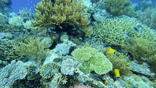 Underwater View Of Shoals Of Blue And Yellow Tropical Fish With Beautiful, Healthy Coral Reef Ecosystem In The Coral Triangle Of Timor Leste, South East Asia