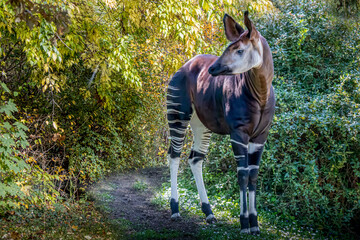 an opkapi standing on a path in the forest