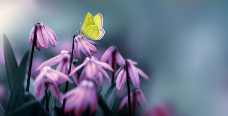 Wall Mural - yellow butterfly on blooming pink soft snowdrops on a blurred nature background.