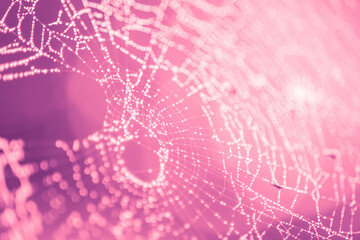 Pink spider web in droplets of rain, macro image