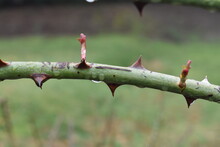 Thorns On A Branch