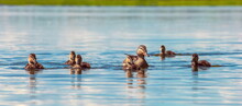 Duck With Ducklings On A Blue Lake