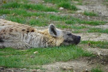 Wall Mural - Spotted hyena