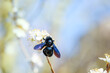 Ein Portrait einer Blauschwarze Holzbiene (Xylocopa violacea), einer sogenannten Echten Biene. 