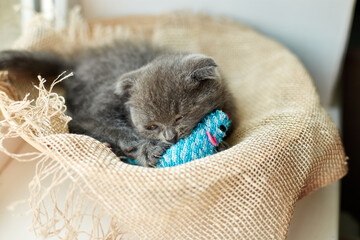 Wall Mural - Cute british gray kitten playing with blue toys mouse at home, funny cat. Love animals, pet.