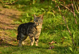 Fototapeta Zwierzęta - Kot w terenie