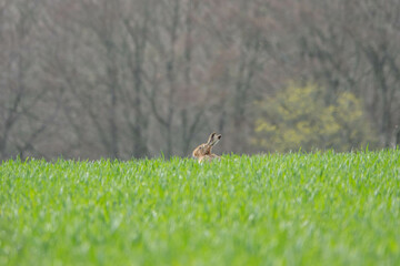 Wall Mural - 	
wild brown hare sitting in the grass in a meadow animal with long ears with distinctive black tips