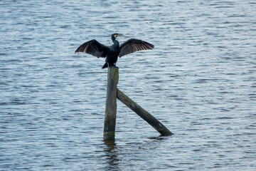 Wall Mural - cormorant perched on a post in the sea with with its wings widespread to dry off