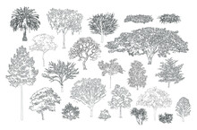 Minimal Style Cad Tree Line, Side View, Set Of Graphics Trees Elements Outline Symbol For Architecture And Landscape Design Drawing. Vector Illustration In Stroke Fill In White. Tropical