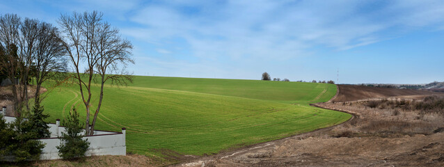Wall Mural - wavy green fields of winter crops in spring and dry grass and bushes near the road