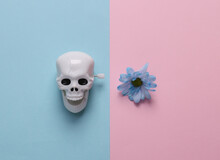 Minimal Halloween, Valentine's Day Still Life. Skeleton Skull With Flower On Pink Blue Background
