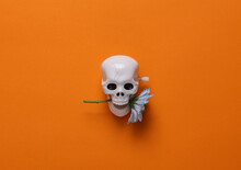 Minimal Halloween Still Life. Skeleton Skull With Flower On Orange Background