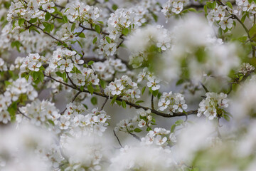 Sticker - Blossoming tree