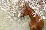 Fototapeta Konie - Portrait of red  horse in blossoming spring garden on sunrise
