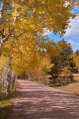 Autumn Aspen Dirt Road.