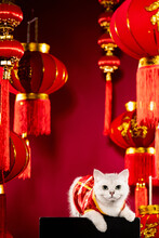 A British Shorthair Cat Posing In Front Of Chinese Themed Background