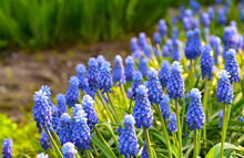 Blue Muscari  Grape Hyacinth Flowers. Muscari Armeniacum In The Garden.Spring Floral Background For Design With Copy Space.Selective Focus.