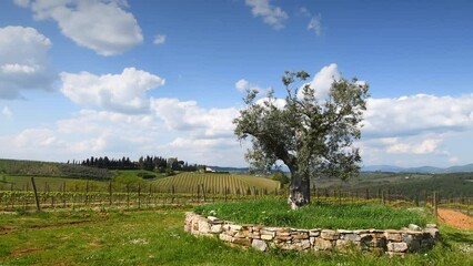 Wall Mural - Beautiful olive tree amid young vineyards in the Chianti Classico region of Tuscany and blue sky. Italy. Timelapse