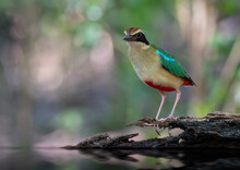 Colorful Birds In Nature Fairy Pitta  (Pitta Nympha)