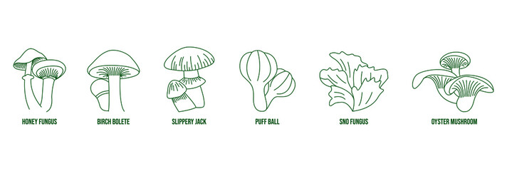 Sticker - mushroom line art vector illustration honey fungus, birch bolete, slippery jack, puffball, snow fungus, oyster mushroom