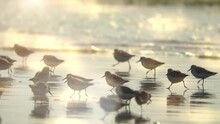 Shorebirds On The Beach Sandpipers
