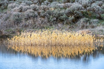 Wall Mural - Pond and Common Reed in Columbia Wildlife Refuge, WA