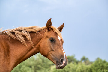 Sticker - portrait of a horse