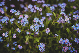 Fototapeta Kwiaty - Natura i kwiaty 