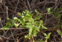 Young Leaves Of A Raspberry Cane In Swiss Garden