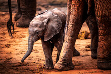 Little Baby Elephant In Africa. Kenya's Savannah And Steppe With The Elephants In Tsavo National Park
