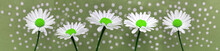 Gänseblümchen, Blüten Stehen Nebeneinander, Hintergrund Grün Mit  Punkten,  Panoramabild