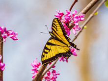 Sunny View Of The Eastern Tiger Swallowtail Eating The Eastern Redbud