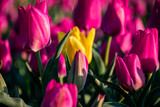 Fototapeta Tulipany - Yellow tulip among the pink ones
