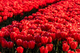 Fototapeta Tulipany - A field full of red tulips